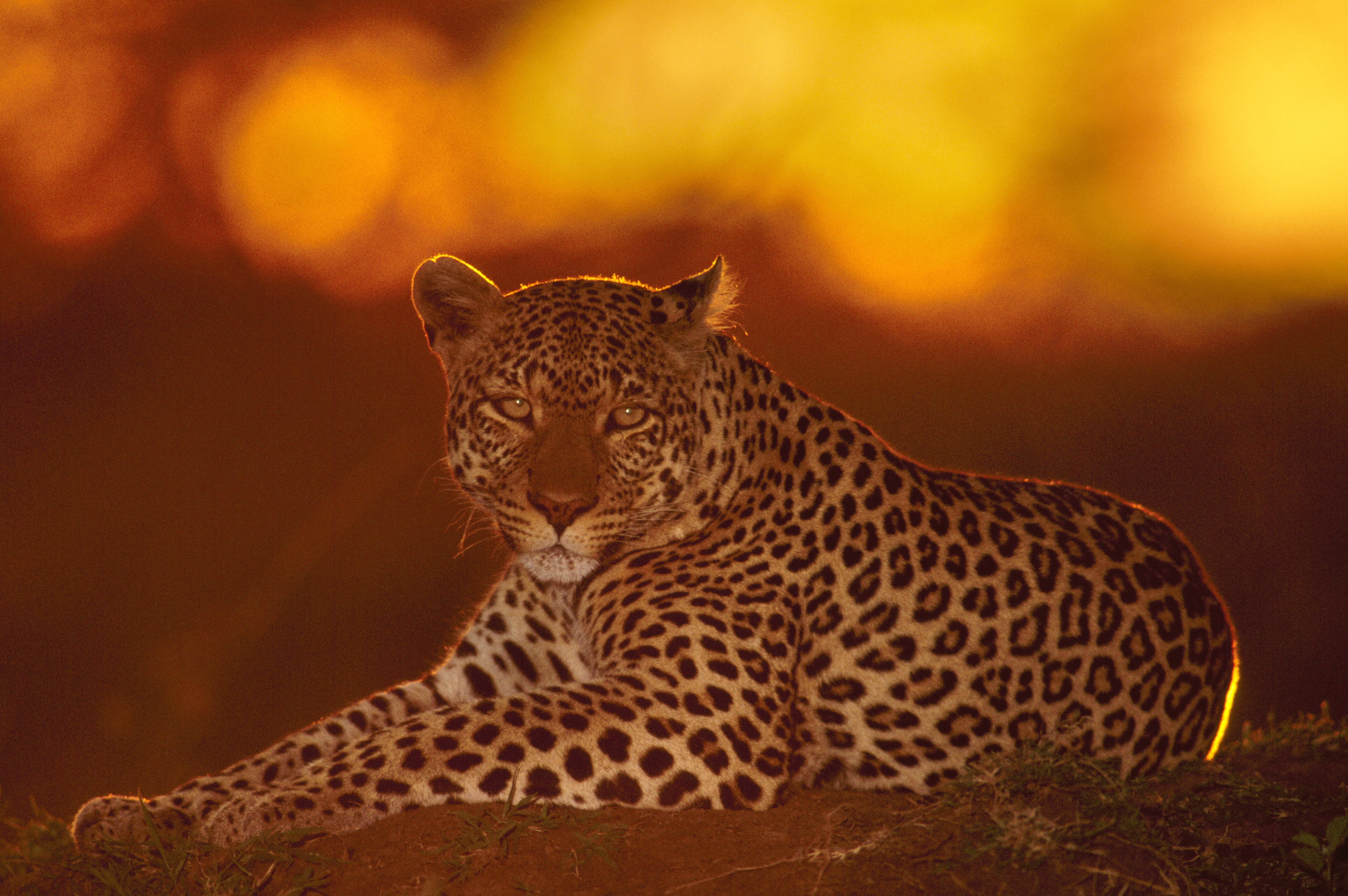 Un leopard a declanșat un scandal politic în India. O armată de oameni caută animalul cu drone și cu elefanți, de aproape o lună