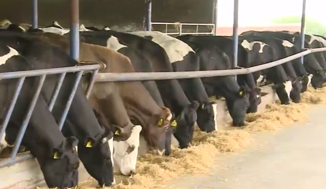Fermierii își vând vitele sau le sacrifică. Furajele sunt scumpe, iar laptele se dă pe mai nimic, deși la raft ajunge la 10 lei litrul