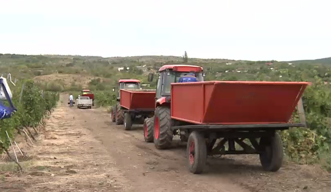 Culesul viilor merge greu, proprietarii se plâng că tinerii nu vor 150 de lei pe zi. „Mai şomează, mai pe la umbră, nu prea se înfig”