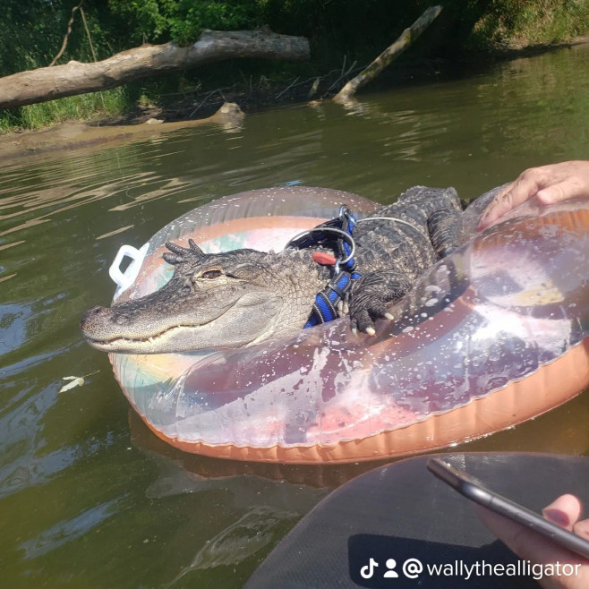 wally aligator