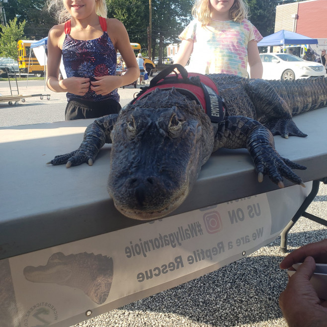 wally aligator