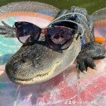 aligator