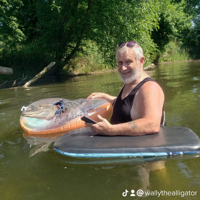 wally aligator