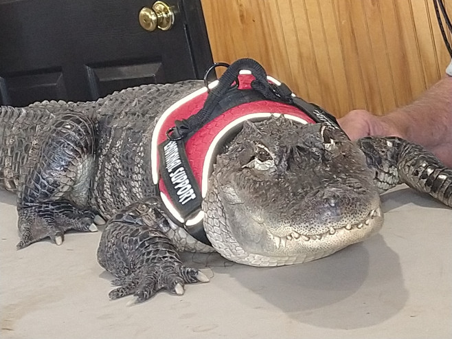 wally aligator