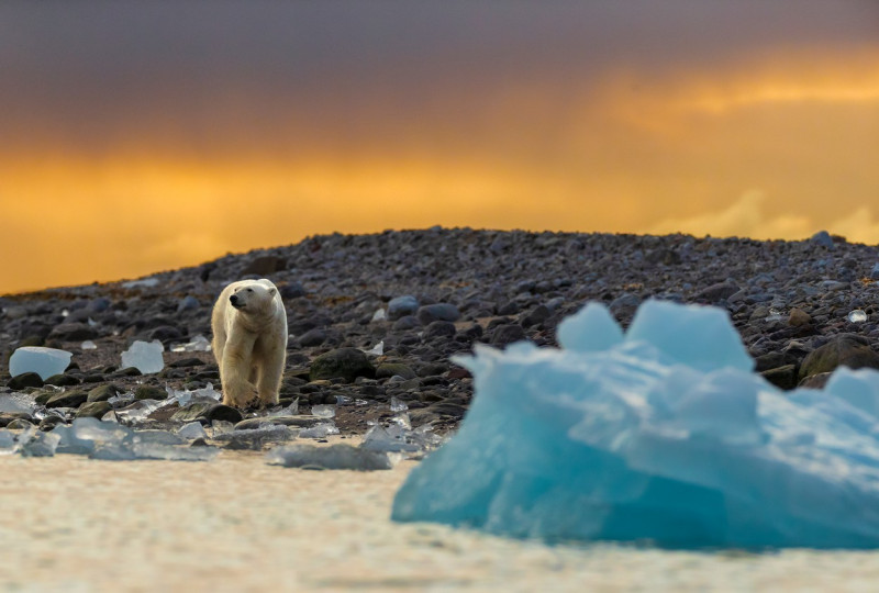 Urs-polar-gheață