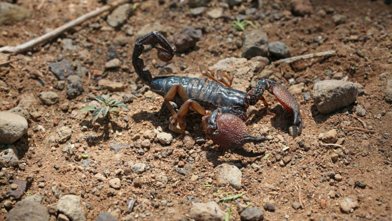 scorpion pe nisip