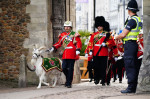 Lance Corporal Shenkin IV, the regimental mascot goat, accompanies the 3rd Battalion of the Royal Welsh regiment at the Accession Proclamation Ceremony at Cardiff Castle, Wales, publicly proclaiming King Charles III as the new monarch. Picture date: Sunda