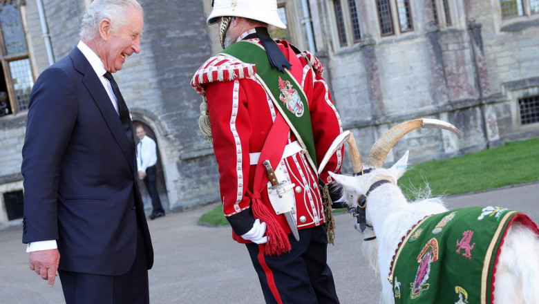 regele charles al III-lea priveste razand la tapul mascota al batalionului III al garzilor regale galeze