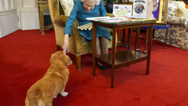 Queen Elizabeth II being joined by one of her dogs, a Dorgi called Candy