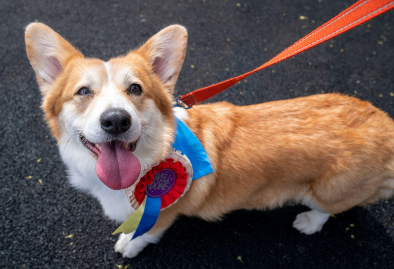 Winnie in the parade ring after taking part in the first ever Corgi Derby to mark 70 years of The Queen's reign, at Musselburgh Racecourse, on day four of the Platinum Jubilee celebrations. Picture date: Sunday June 5, 2022.