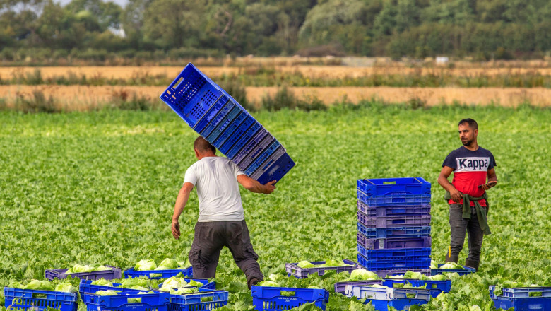 Lucrători agricoli culeg varză pe un câmp din Marea Britanie