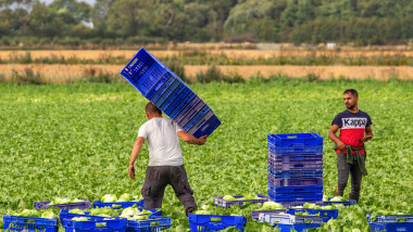 Lucrători agricoli culeg varză pe un câmp din Marea Britanie
