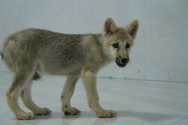 primul lup arctic clonat