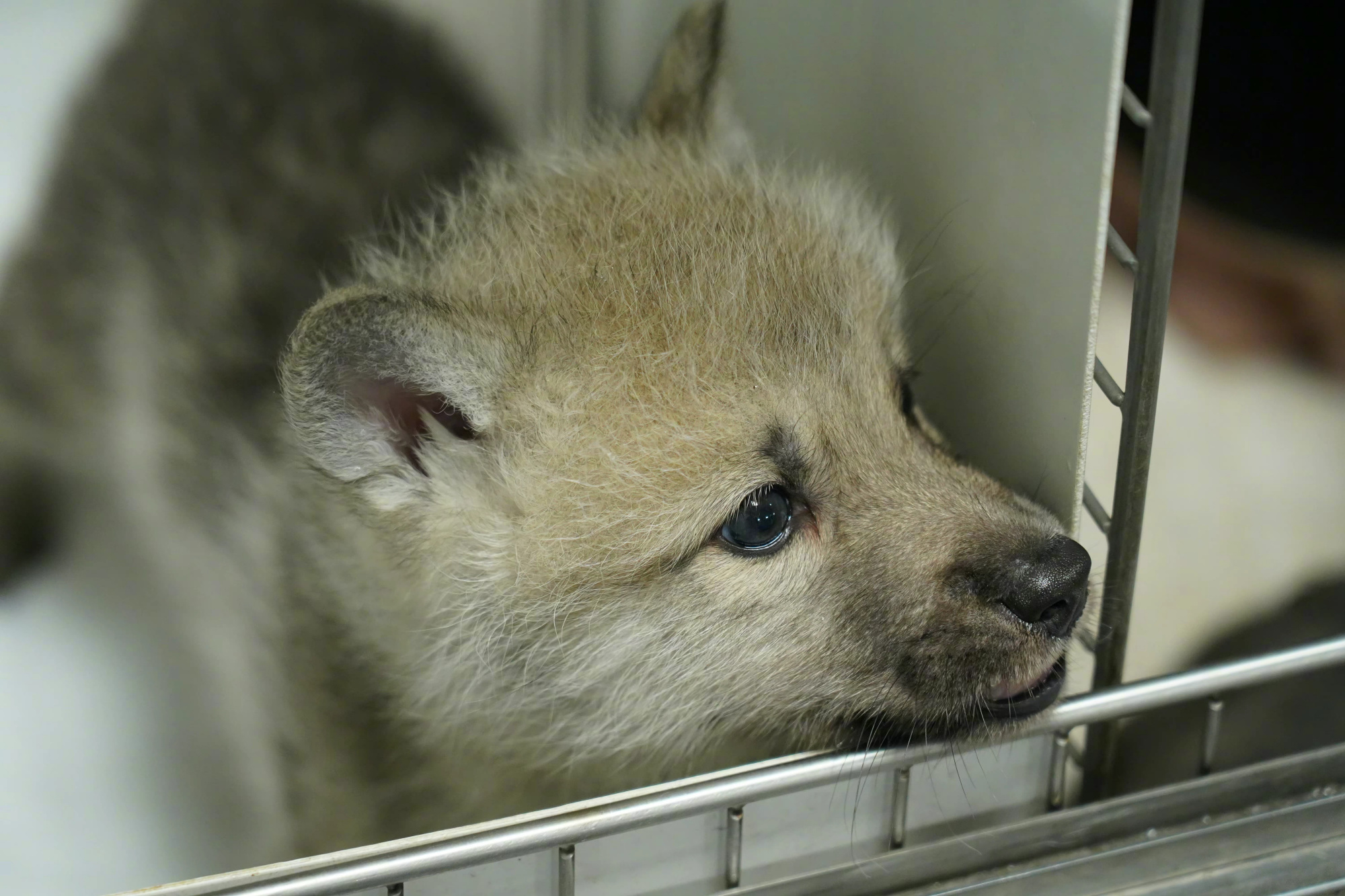 Bounty niece enclosure Lupul arctic a fost clonat pentru prima oară. Maya, lupoaica născută de un  câine Beagle ar putea să-și salveze specia | Digi24