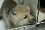 primul lup arctic clonat