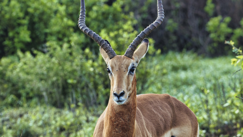 antilopa cu coarne lungi