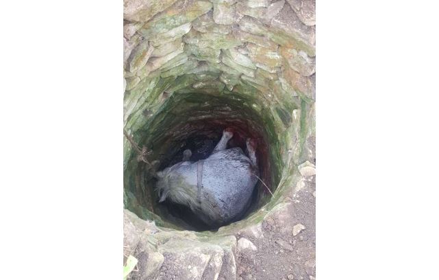 Un cal căzut într-un puț adânc de 4 metri a fost salvat de pompieri