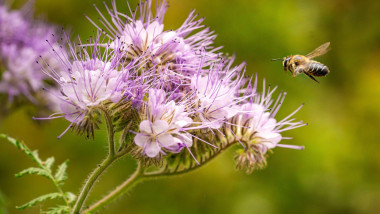 Macro of a honey bee (apis mellifera) flying to a purple tansy (phacelia tanacetafolia) blossom; pesticide free environmental protection save the bees