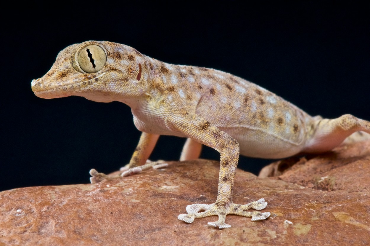 O şopârlă gecko a devenit eroină în Egipt după ce a "invadat" Israelul