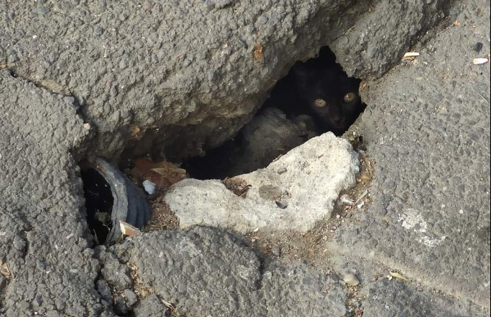FOTO O pisica „asfaltata” sub planseul Podului Izvor din Bucuresti a fost salvata dupa 5 zile de captivitate