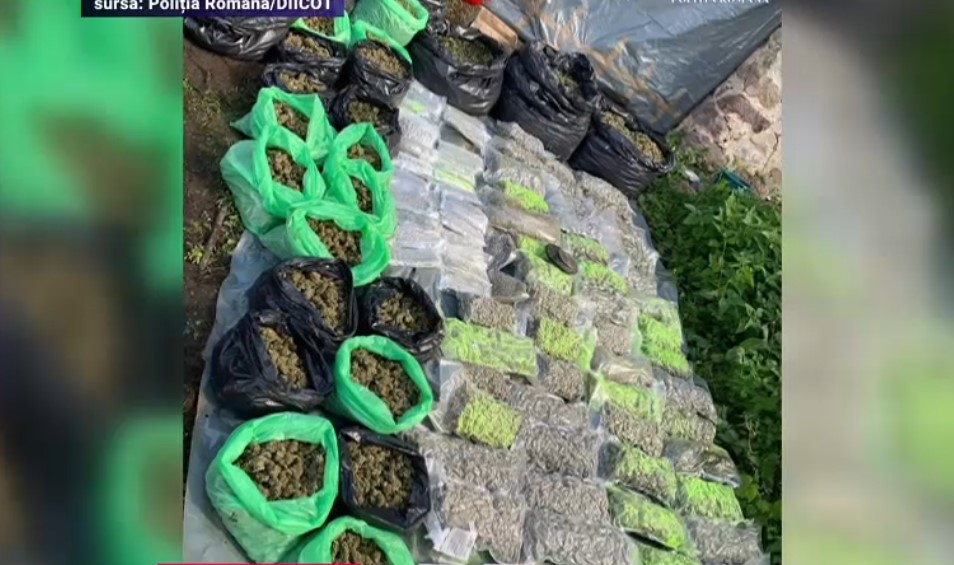 VIDEO Captură uriașă de canabis. Polițiștii au descoperit o cultură cu zeci de plante în Caraș-Severin