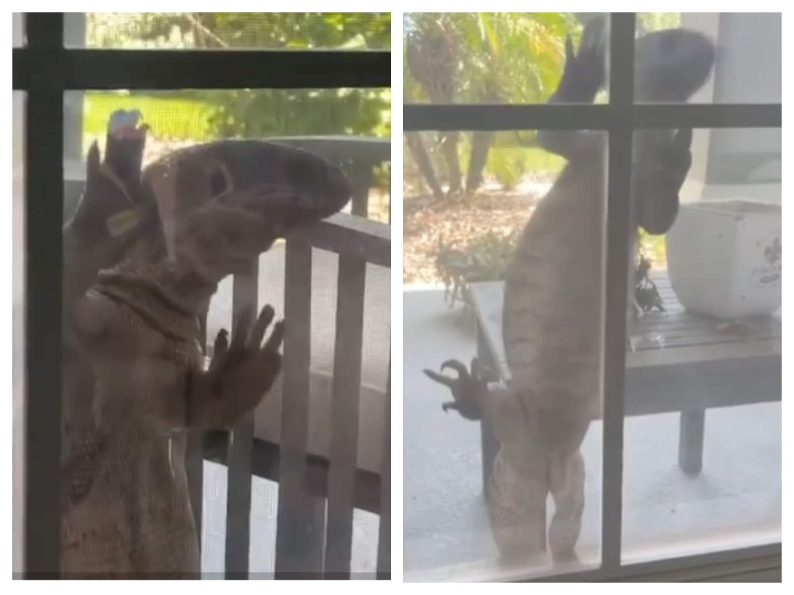 VIDEO. Soparla uriasa filmata in timp ce se catara pe fereastra unei case: Am crezut ca e Godzilla