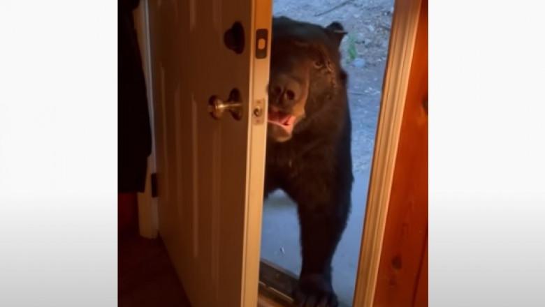 Ursul care deschide și deschide ușa.