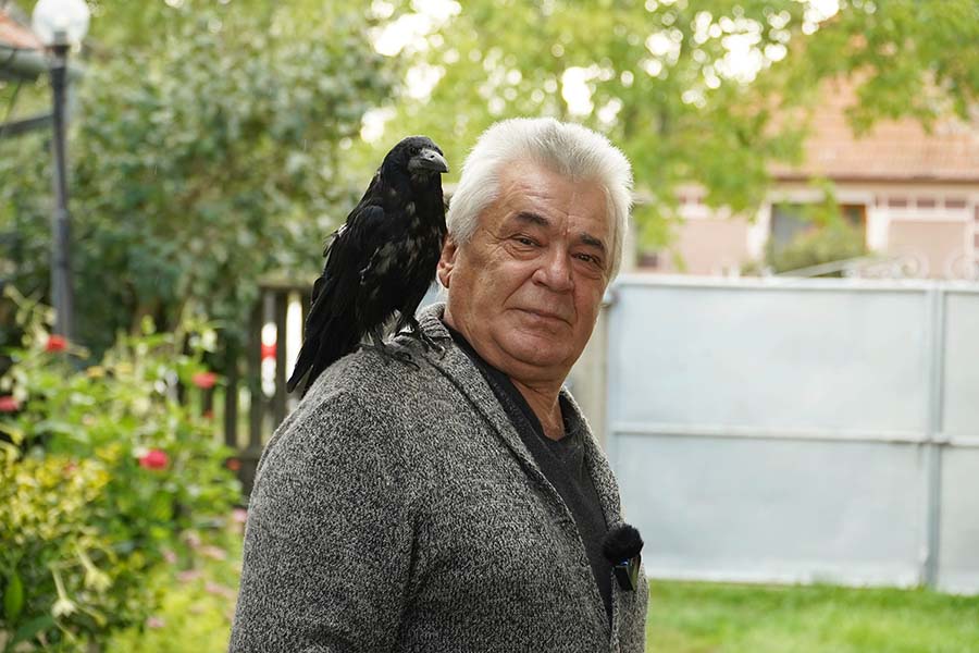 Povestea corbului adoptat de un bihorean: „Doctorul mi-a spus că nu va pleca niciodată. Nu ştiu ce va fi cu ea când eu nu voi mai fi”