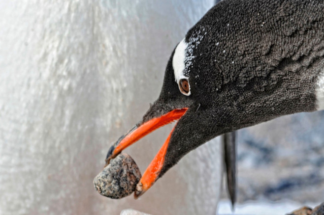 Antarctica