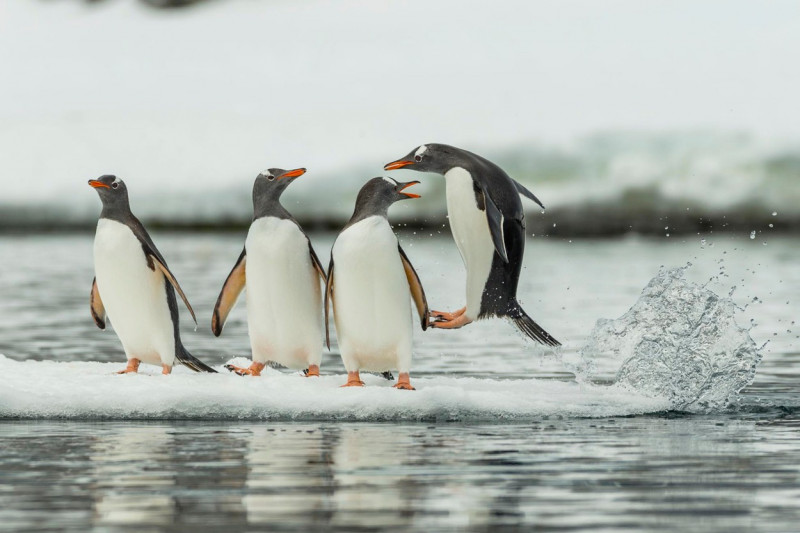 Penguins at Port Lockroy, Antarctic - 11 Dec 2017