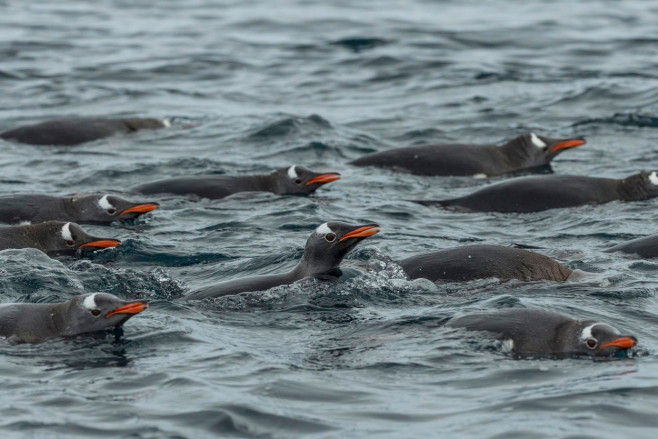 Penguins at Port Lockroy, Antarctic - 11 Dec 2017