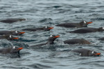 Penguins at Port Lockroy, Antarctic - 11 Dec 2017