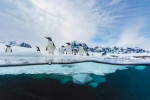 Penguins at Port Lockroy, Antarctic - 11 Dec 2017