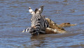 zebra atacata de crocodili