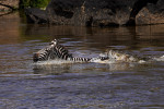 BRAVE ZEBRA FIGHTS OFF FIVE CROCODILES AND SURVIVES