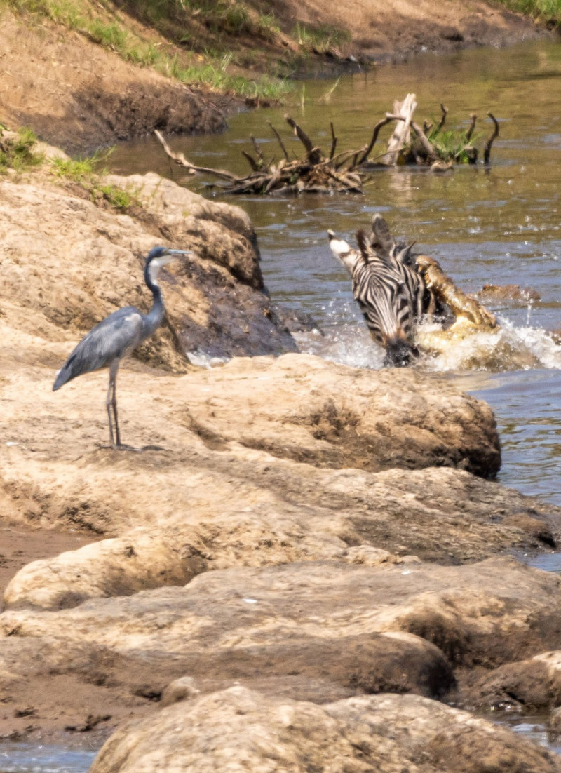 BRAVE ZEBRA FIGHTS OFF FIVE CROCODILES AND SURVIVES