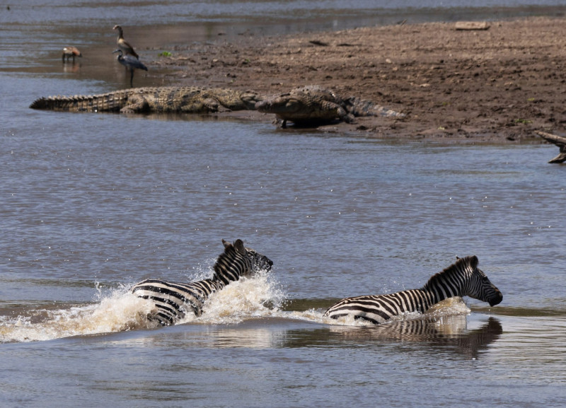 BRAVE ZEBRA FIGHTS OFF FIVE CROCODILES AND SURVIVES