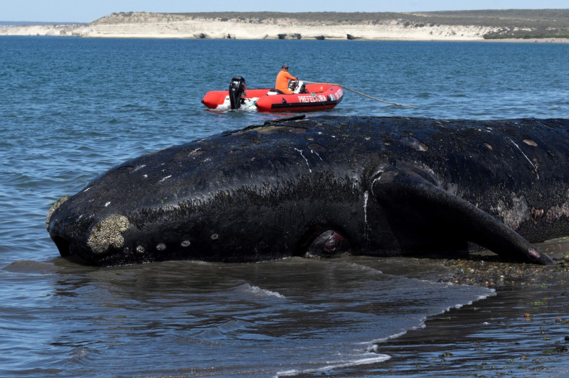 balene-moarte-argentina-profimedia