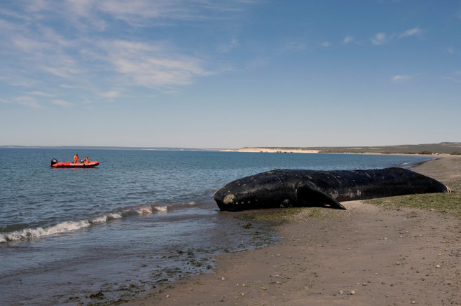 balene-moarte-argentina-profimedia3