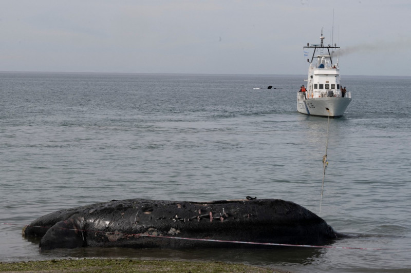 balene-moarte-argentina-profimedia10