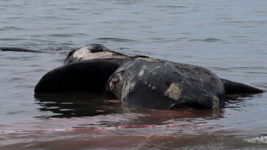 balene moarte pe plaja