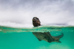Iguana marină Galapagos