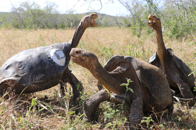 Țestoase-Galapagos (2)