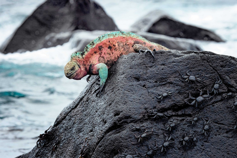 Iguana marină Galapagos