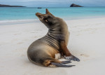 leu-de-mare-Galapagos