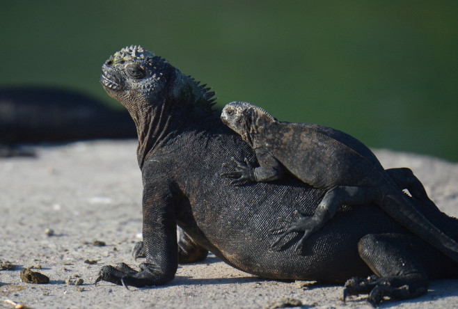 Iguana marină Galapagos