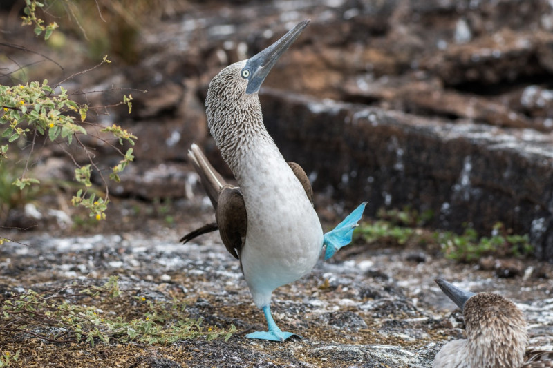 pasăre-Galapagos