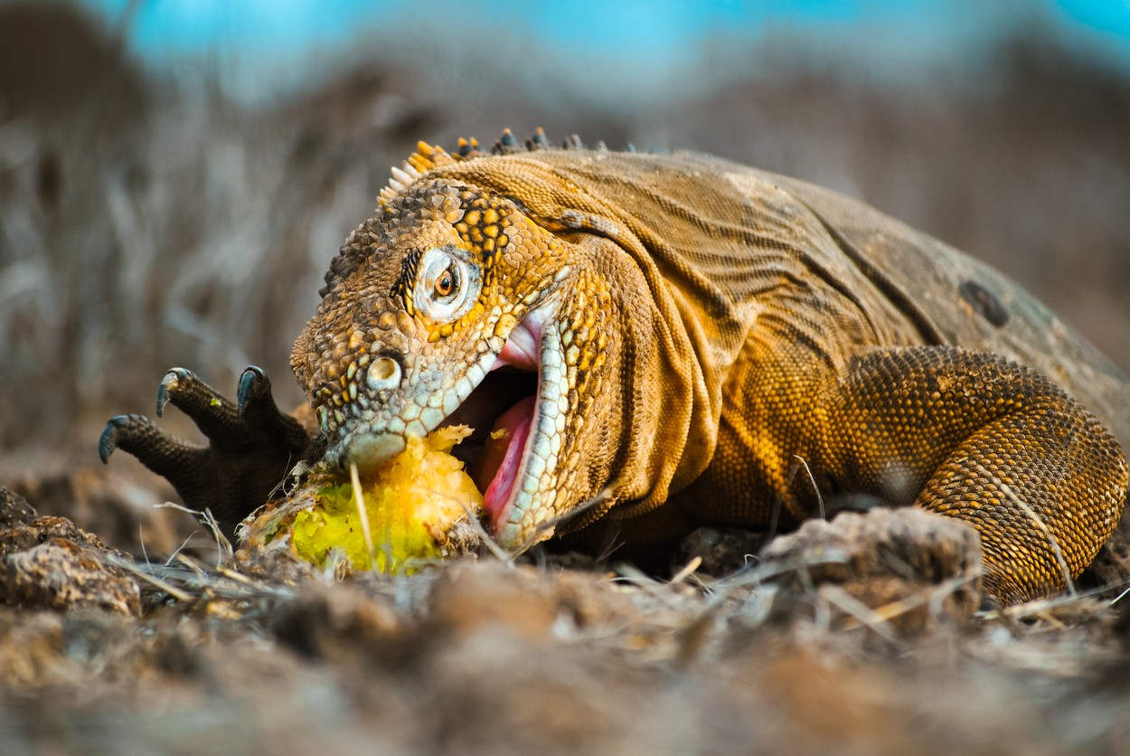 Insulele Galapagos vor dubla taxele turistice, din cauza numărului mare de vizitatori. Întreg ecosistemul, pus în pericol