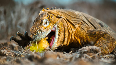 Iguana terestră din Insulele Galapagos