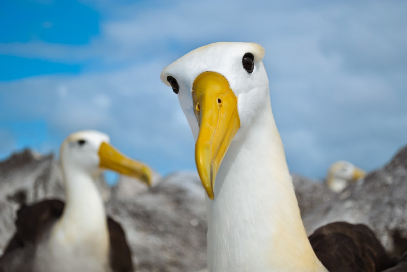 pasăre-Galapagos (2)
